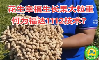 花生幸福生长果大粒重 ，何为福达1112技术？