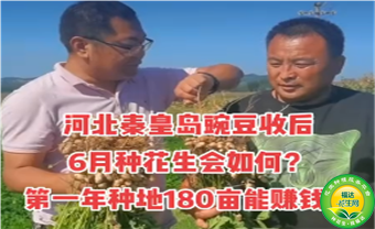 河北秦皇岛豌豆收后6月种花生会如何？第一年种地180亩花生能赚钱不？