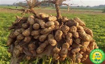 花生贸易商生意越发难做原因与出路在何方？