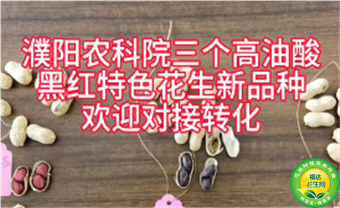  濮阳农科院三个高油酸，黑与红特色花生新品种，欢迎对接转化