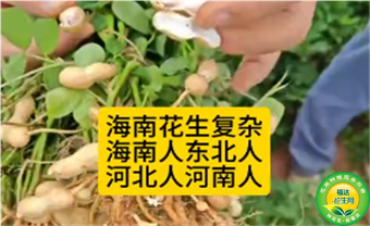  海南花生真复杂，不同人群不同品种不同播种时间