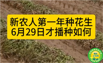  新农人第一年在安阳内黄种花生，6月29号才播种，产量会如何？