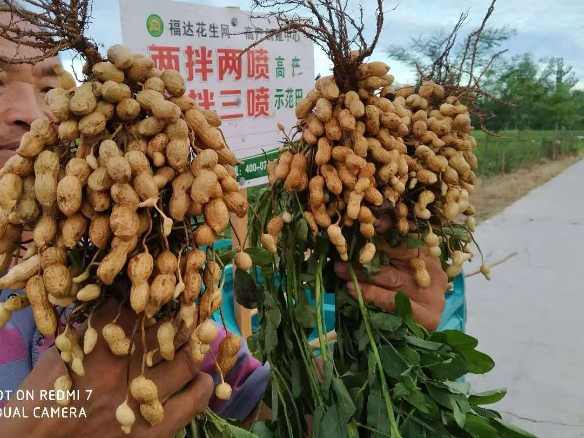 诡异的农作物花生 地上开花地下结果是如何演化而来呢？