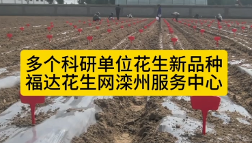 多个科研单位花生新品种展示田开始播种，福达花生网滦州服务中心基地……