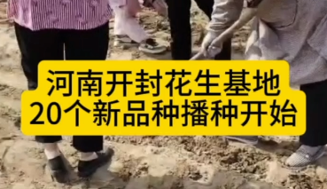 河南开封花生基地，20个花生新品种人工点播中……
