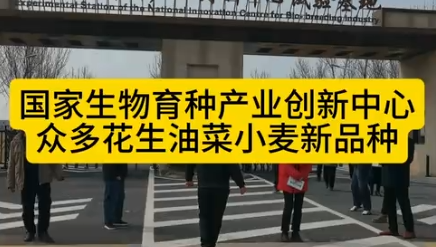 国家生物育种产业创新中心试验基地，众多花生油菜小麦新品种