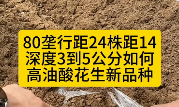 花生播种三垄六行覆膜滴管80垄小行距24株距14深度3到5公分如何？