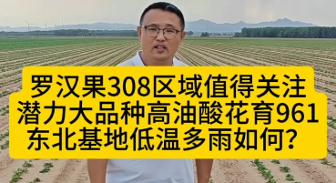 罗汉果308区域值得关注的潜力大品种高油酸花生花育961，辽宁基地如何？