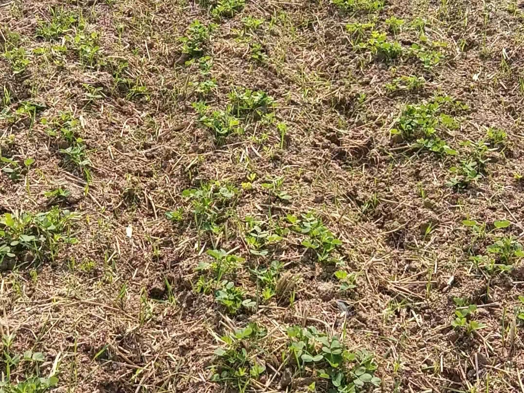 全国农技中心组织花生夏播夏管技术会商