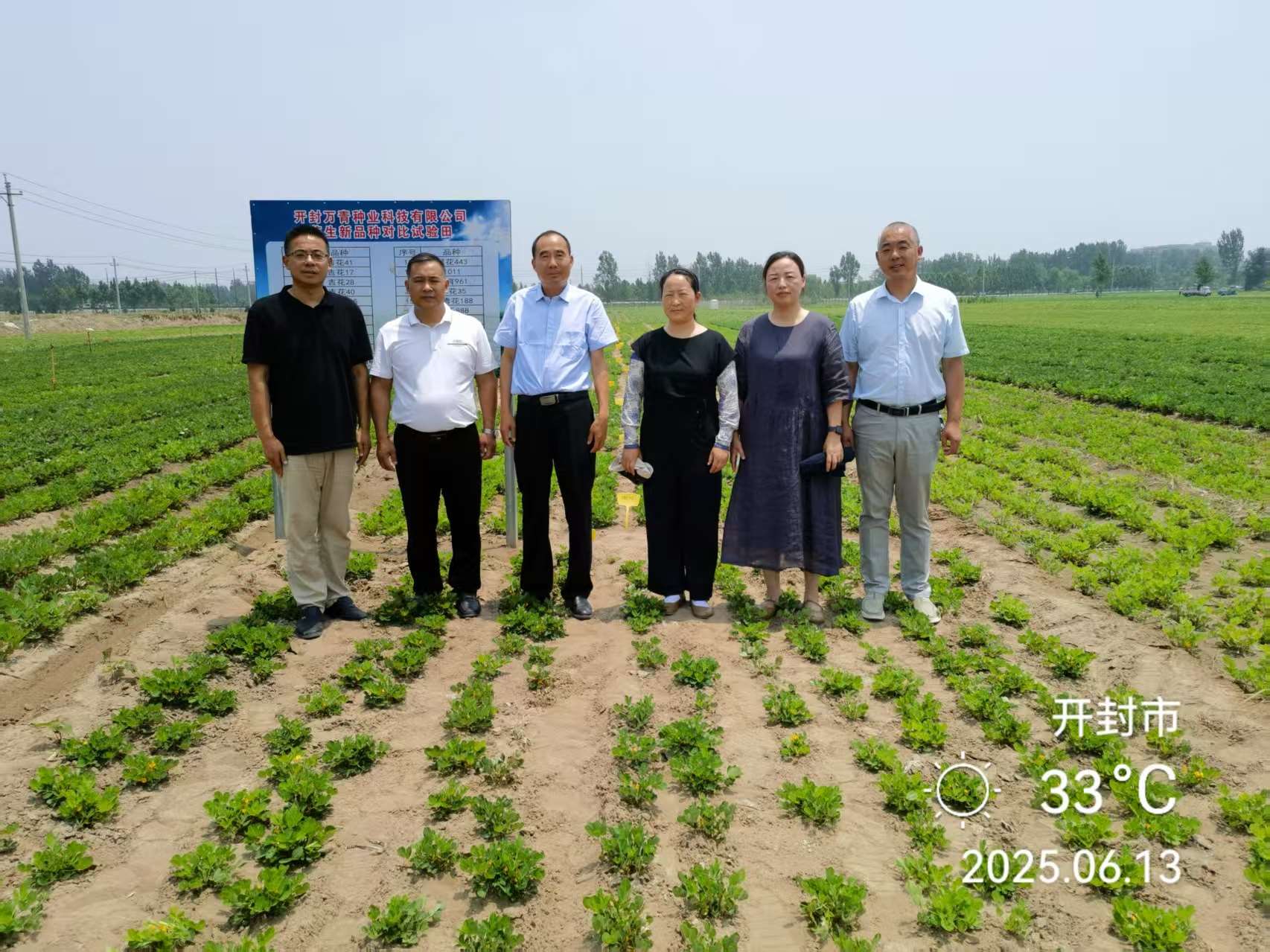 福达花生网等共同查看花生新品种基地田间长势
