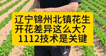 辽宁锦州北镇花生开花差异这么大？1112技术是关键！
