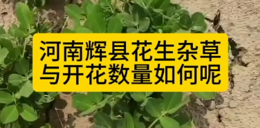 河南新乡辉县花生杂草防治与开花数量如何？