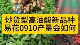 近年表现突出的炒货型高油酸花生新品种，易花0910现场拔产量会如何？