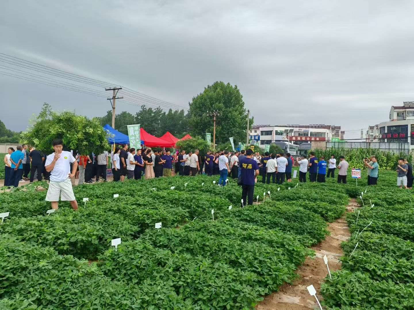 数不胜数的各类花生新品种，福达滦州基地欢迎大家！