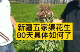 新疆五家渠花生，80天如何了？