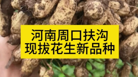 河南周口扶沟，现拔高油酸花生中果早熟新品种如何？