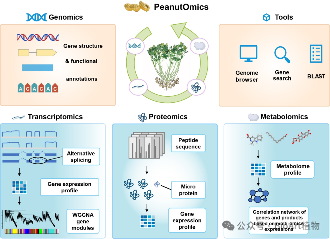 Plant Com | 河南农业大学殷冬梅联合上海交通大学韦朝春团队构建花生多组学大数据平台——PeanutOmics，助力分子育种研究