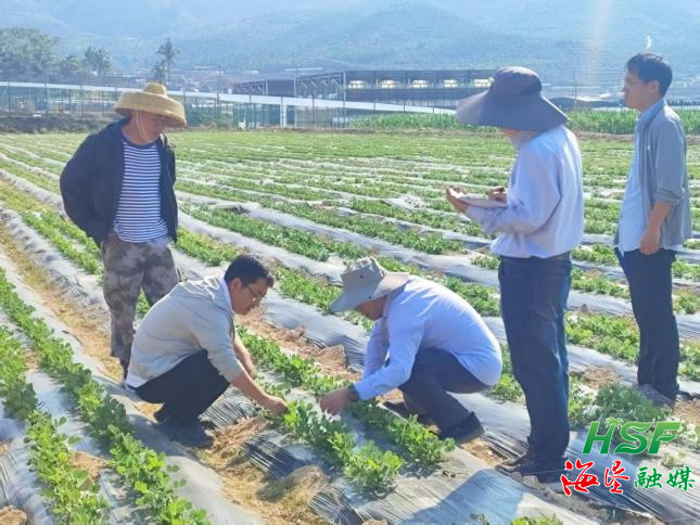 “花生院士”张新友赴海南南繁种业集团调研