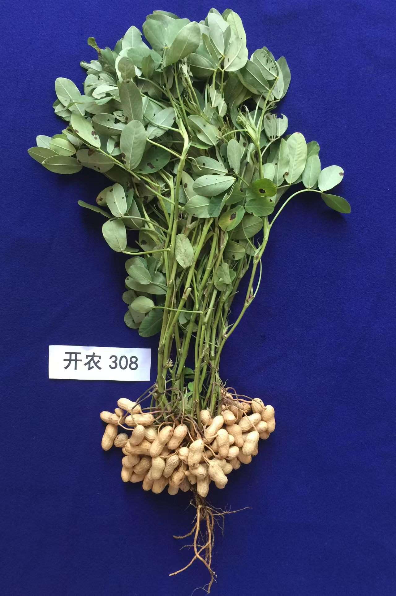 开封农科院优势高油酸花生品种开农308：高产壳薄易机械化
