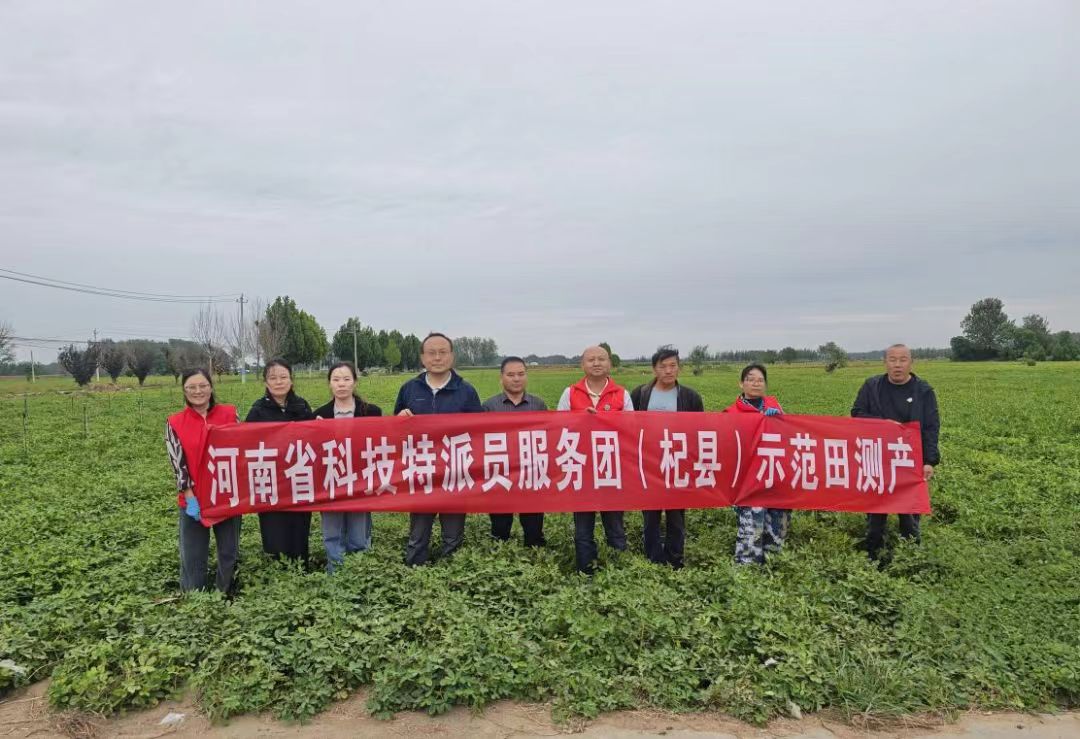 高油酸花生开农308在开封杞县测产，干果亩产1214.72斤